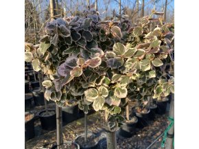 Euonymus fortunei 'Emerald's Variety' kmínek - brslen