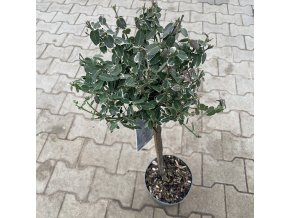 Euonymus fortunei 'Emerald's Variety' kmínek - brslen