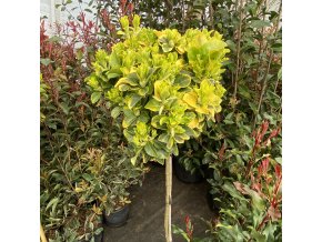 Euonymus japonicus 'Aureus' kmínek - brslen japonský