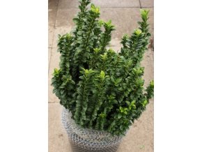 Euonymus japonicus 'Benkomasaki' - brslen japonský