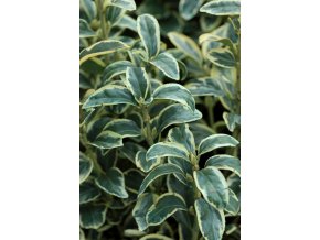 Euonymus japonicus 'Bravo' - brslen japonský