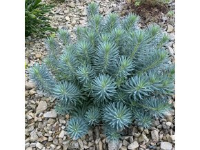 Euphorbia characias subsp. wulfenii - pryšec