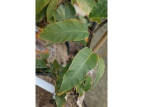 Fagus longipetiolata - buk dlouhořapíkatý