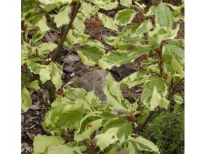 Fagus sylvatica 'Albomarginata' - buk lesní