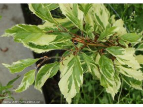 Fagus sylvatica 'Albovariegata' - buk lesní