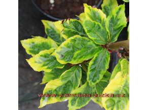 Fagus sylvatica 'Bicolor Sartini' - buk lesní