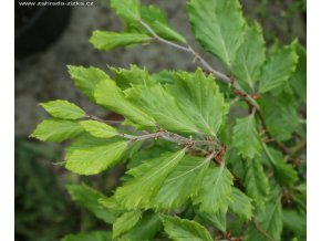 Fagus sylvatica 'Cochleata' - buk lesní