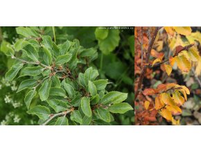 Fagus sylvatica 'Felderbach' - buk lesní