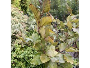 Fagus sylvatica 'Friso' - buk lesní