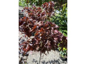 Fagus sylvatica 'Michal' - buk lesní
