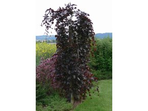 Fagus sylvatica 'Purpurea Pendula' - buk lesní