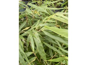 Fargesia 'Campbell' - bambus fargésie