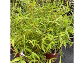 Fargesia murielae 'Moontears' PBR - bambus fargésie
