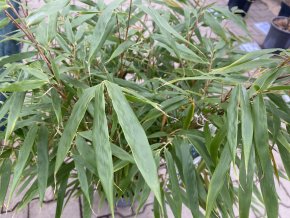 Fargesia robusta 'Formidable' - bambus