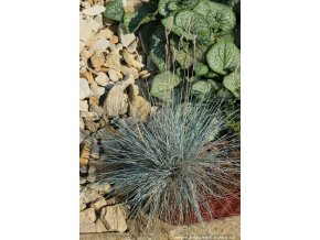 Festuca glauca 'Blaue Auslese' - kostřava sivá