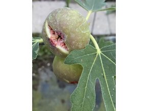 Ficus carica 'Baglady' - fíkovník severský