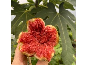 Ficus carica 'Gyuta' - fíkovník severský