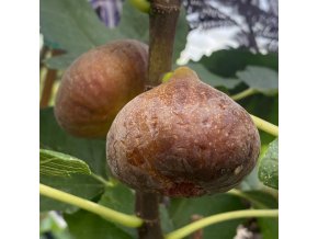 Ficus carica 'Kotzhely Barna' - fíkovník smokvoň