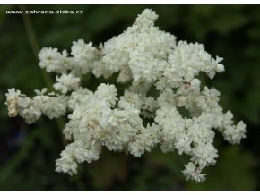 Filipendula vulgaris 'Multiplex' - tužebník obecný