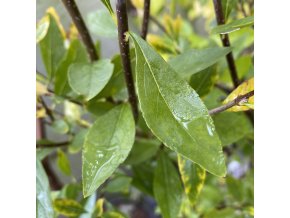 Forestiera neomexicana - forestiera