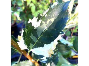 Forsythia intermedia 'Variegata' - zlatice prostřední