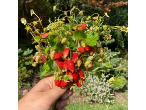 Fragaria vesca 'Rujana' - jahodník měsíční