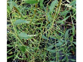 Fraxinus excelsior 'Erosa' - jasan ztepilý