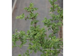 Fraxinus xanthoxyloides var. dumosa - jasan