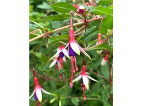 Fuchsia magellanica 'Arauco' - fuchsie zimuvzdorná