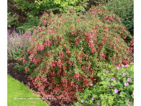 Fuchsia 'Riccartonii' - fuchsie zimuvzdorná
