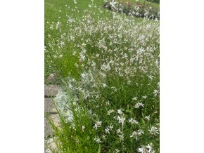 Gaura lindheimeri Whirling Butterflies