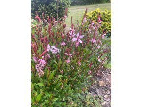 Gaura lindheimeri 'Pink Dwarf' - svíčkovec