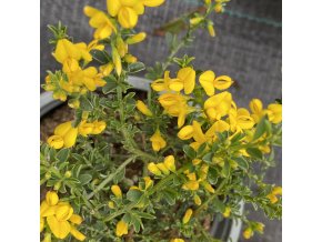 Genista pilosa 'Lemon Spreader' - kručinka