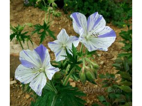 Geranium pratense 'Splish Splash' - kakost luční