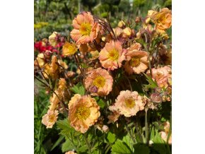 Geum 'Mai Tai' - kuklík
