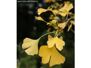 Ginkgo biloba - jinan dvoulaločný