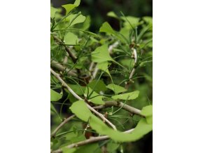 Ginkgo biloba 'Mutant Weeper' - jinan dvoulaločný