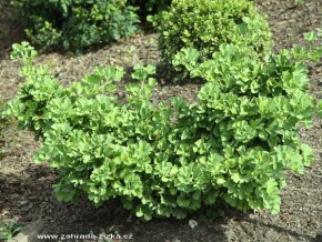Ginkgo biloba 'Troll' kmínek - jinan dvoulaločný