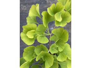 Ginkgo biloba 'Yellow Dragon' - jinan dvoulaločný