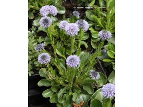 Globularia punctata - koulenka vyšší