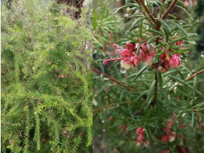 Grevillea juniperina - grevilea jalovcová