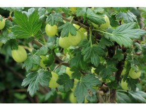 Grossularia uva crispa Invicta - angrešt žlutoplodý