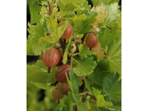 Grossularia uva crispa NESLUCHOWSKI - angrešt červenoplodý