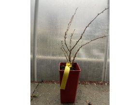 Grossularia uva crispa RIXANTA - angrešt bílý