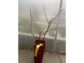 Grossularia uva-crispa Mucurines - angřešt
