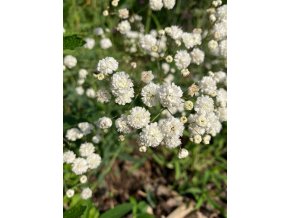 Gypsophila paniculata 'Schneeflocke' - šater latnatý