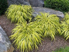 Hakonechloa macranta 'Aureola' - rákosovka