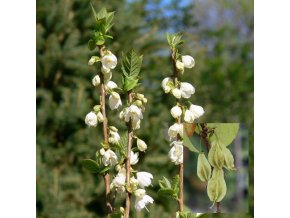 Halesia caroliniana - halézie karolínská