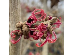 Hamamelis intermedia 'Ruby Glow' - vilín