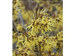 Hamamelis intermedia 'Westerstede' - vilín